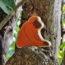 A chunky wooden orange orangutan toy with a landscape background